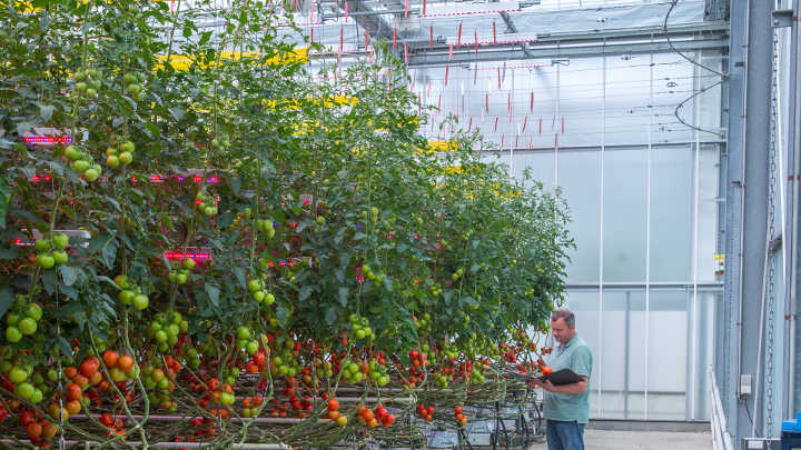 A closer look on the greenhouse lighting solutions of Philips Lighting in place and working at GreenQ