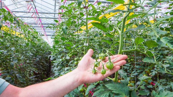 A closer look on the greenhouse lighting solutions of Philips Lighting in place and working at GreenQ