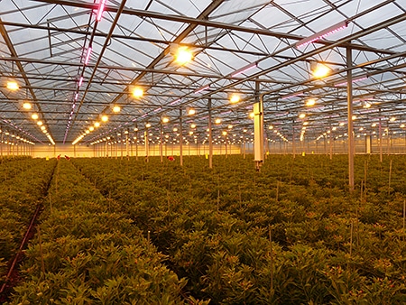 Alstroemerias to flower with Philips LED lights