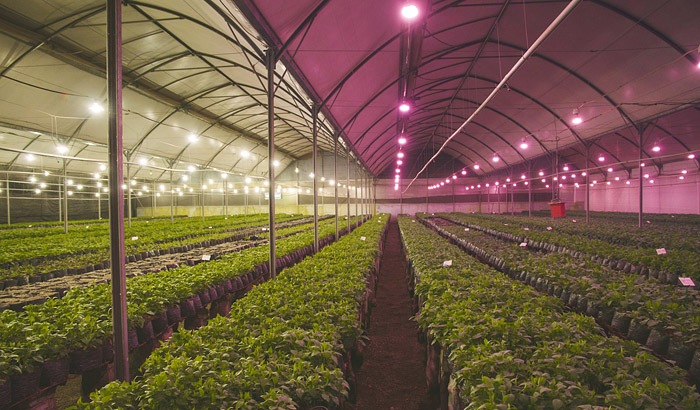 Philips Lighting brings flower power with launch of next generation energy efficient LED lamps for horticulture Newsroom Philips Lighting