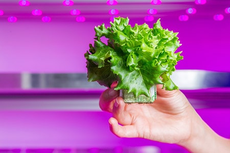 Lettuce grown with horticultural LED light at the Philips Lighting GrowWise Center