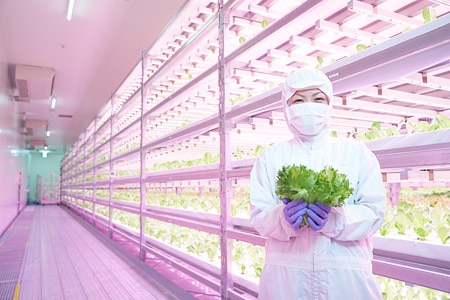 Japanese food producers harvest the benefits of vertical farming with special LED lighting