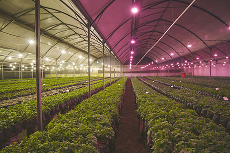 Philips introduces the next generation of energy efficient LED flowering lamps.