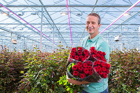 Dutch and Belgian rose growers expand use of Philips horticultural LED lighting after 50 percent surge in crop yields