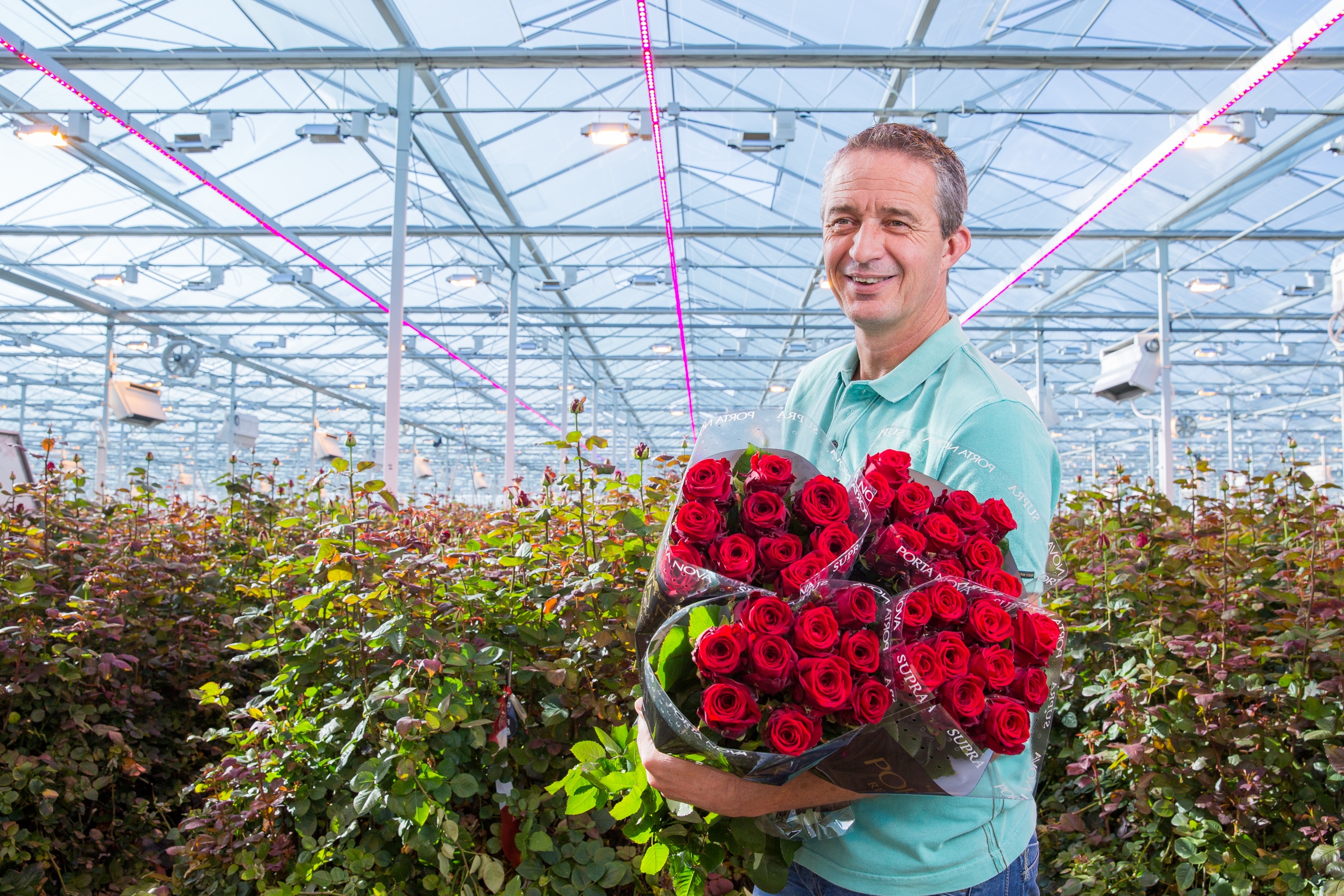 Dutch and Belgian rose growers expand use of Philips horticultural LED
