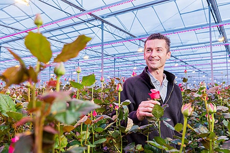 Dutch and Belgian rose growers expand use of Philips horticultural LED lighting after 50 percent surge in crop yields