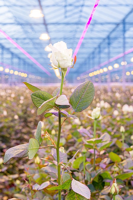 Dutch and Belgian rose growers expand use of Philips horticultural LED lighting after 50 percent surge in crop yields