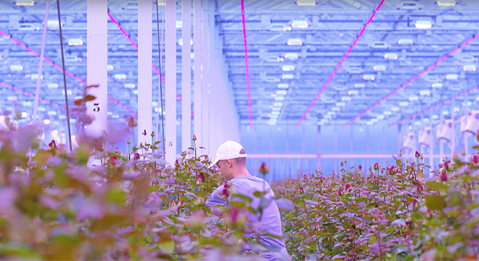 Dutch and Belgian rose growers expand use of Philips horticultural LED lighting after 50 percent surge in crop yields