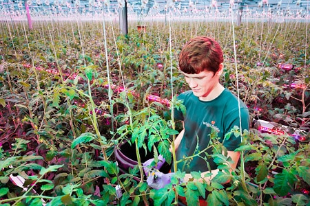 UK tomato growers capitalize on 100% Philips LED lighting