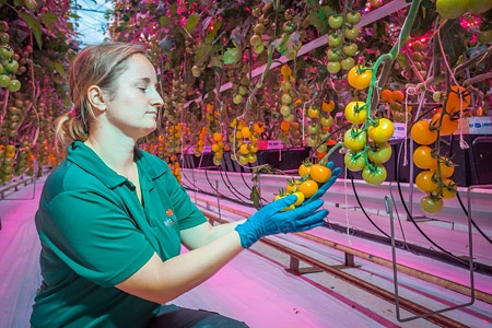 UK tomato growers capitalize on 100% Philips LED lighting