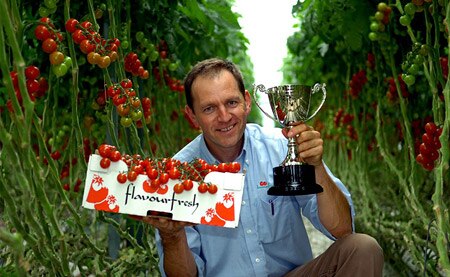 UK tomato growers capitalize on 100% Philips LED lighting