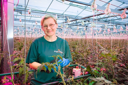 UK tomato growers capitalize on 100% Philips LED lighting
