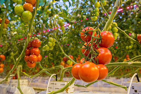 Campari Tomatoes