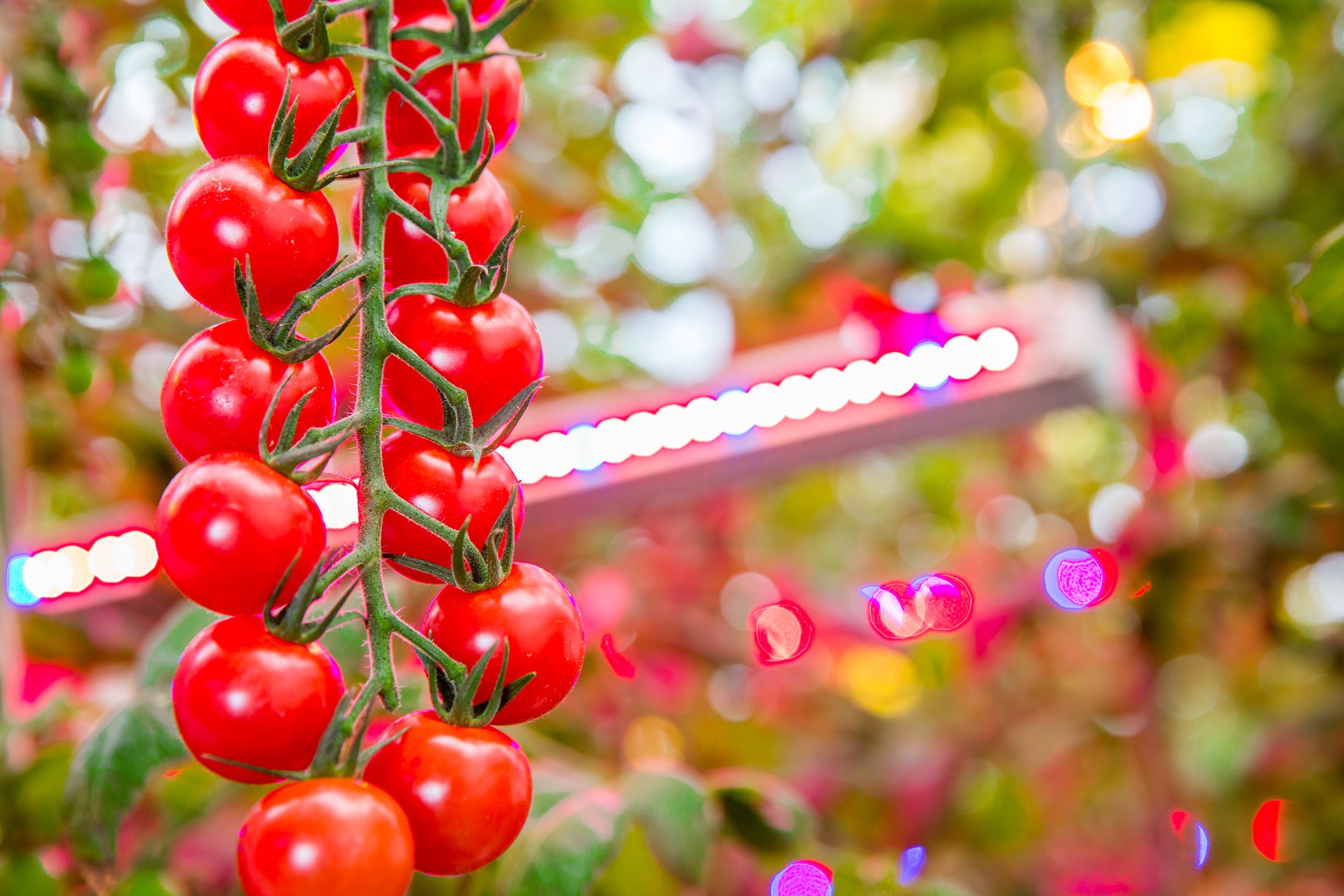 Signify horticulture outlet lighting