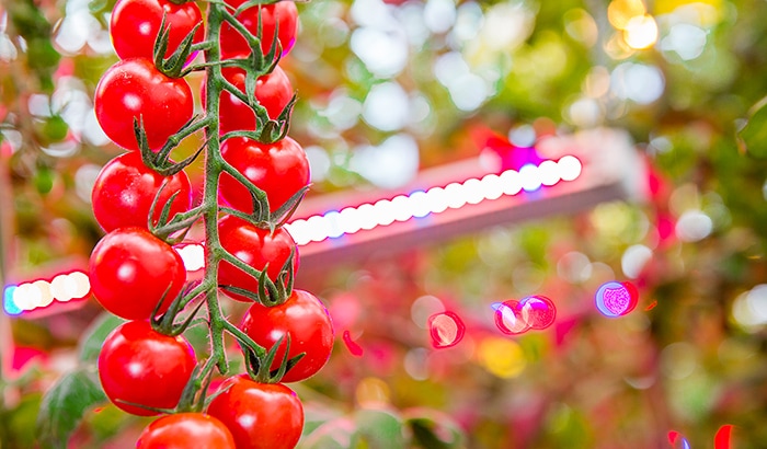 Philips cheap horticulture lighting