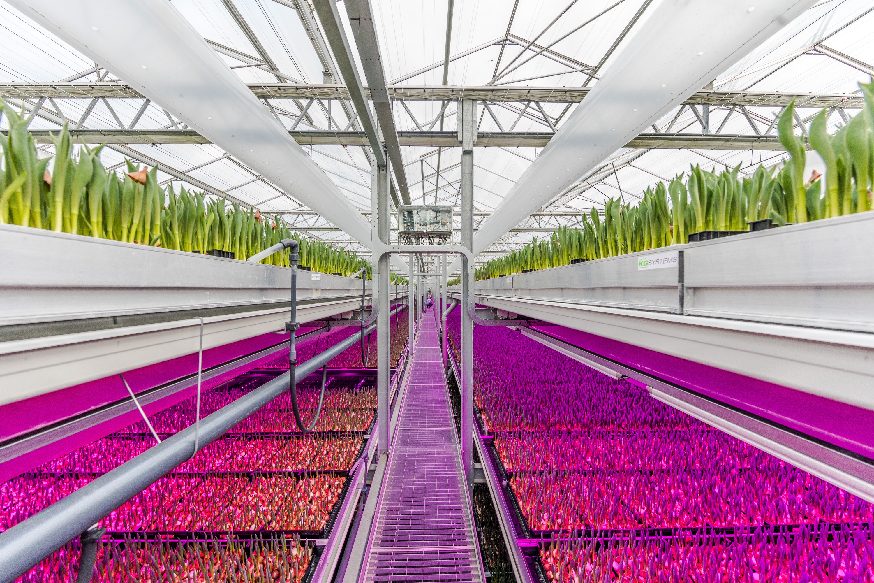 Philips Lighting enables Dutch tulip grower Karel Bolbloemen to