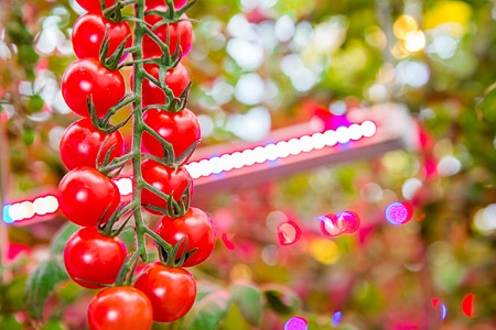 World’s largest LED horticultural lighting project with Agro-Invest