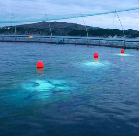 Water purification technology - enhancing fish production