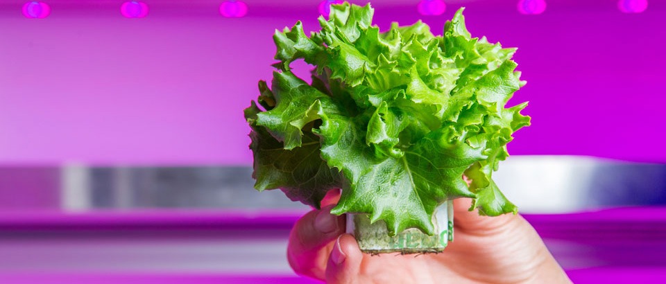 Horticulture - Grow in the future