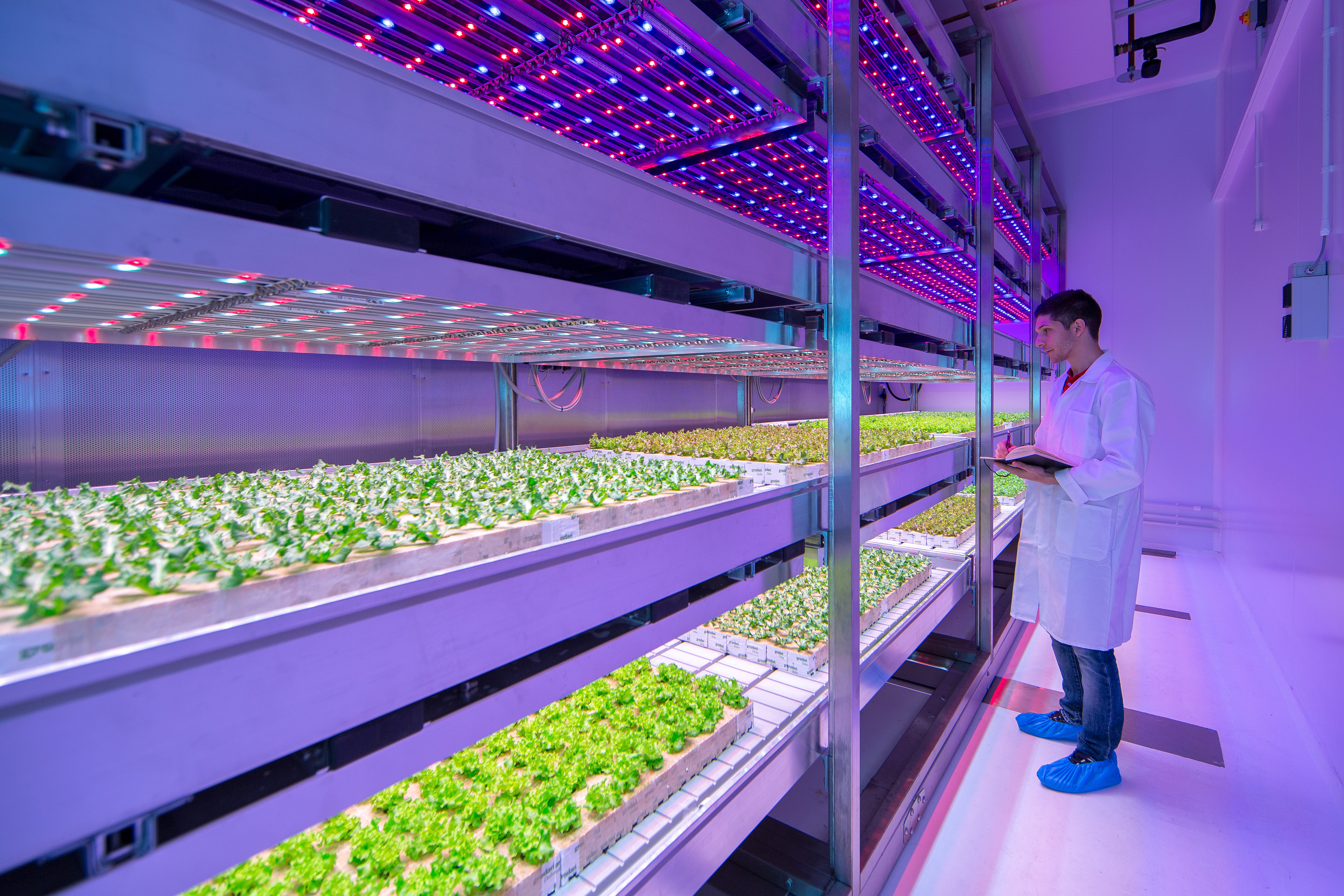 Технологии выращивания растений в регионе. Сити ферма гидропонная. Indoor Farming технологии. Гидропоника Сити ферма. Bowery Farming вертикальная ферма.