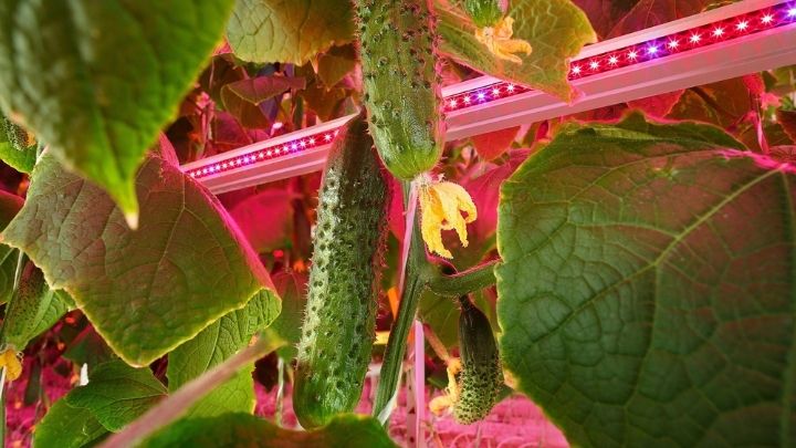 Growing tomatoes and cucumbers without sunlight at RIAT
