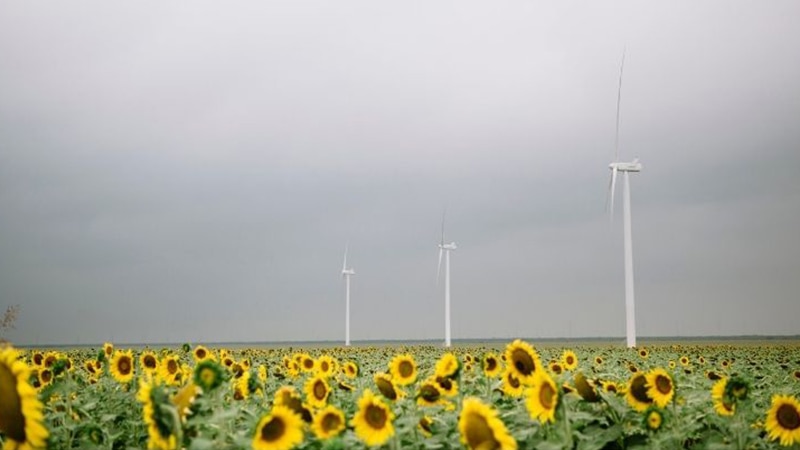 Windfarm in Texas surrounded by sunflowers