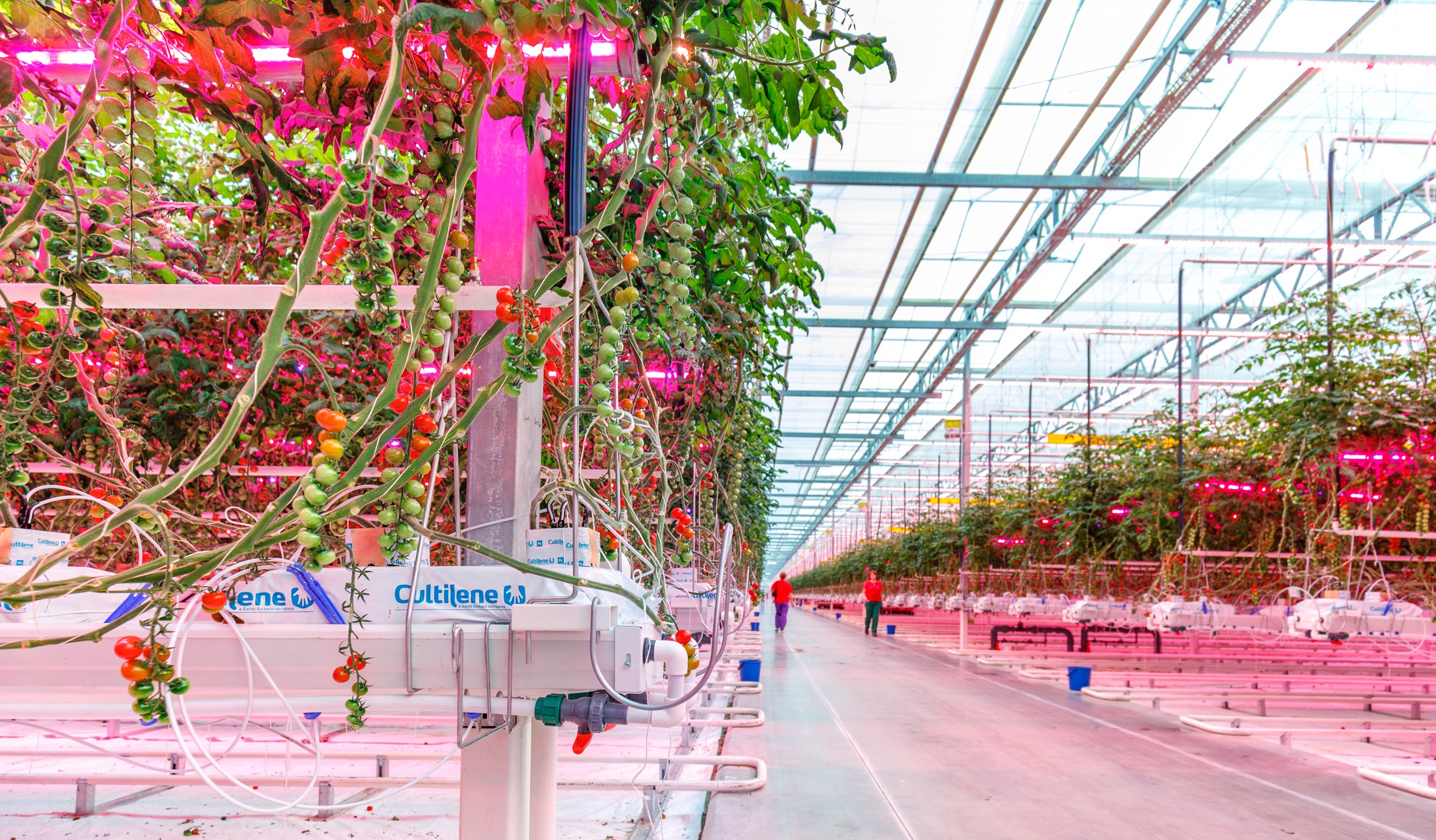 Signify horticulture lighting Clearance