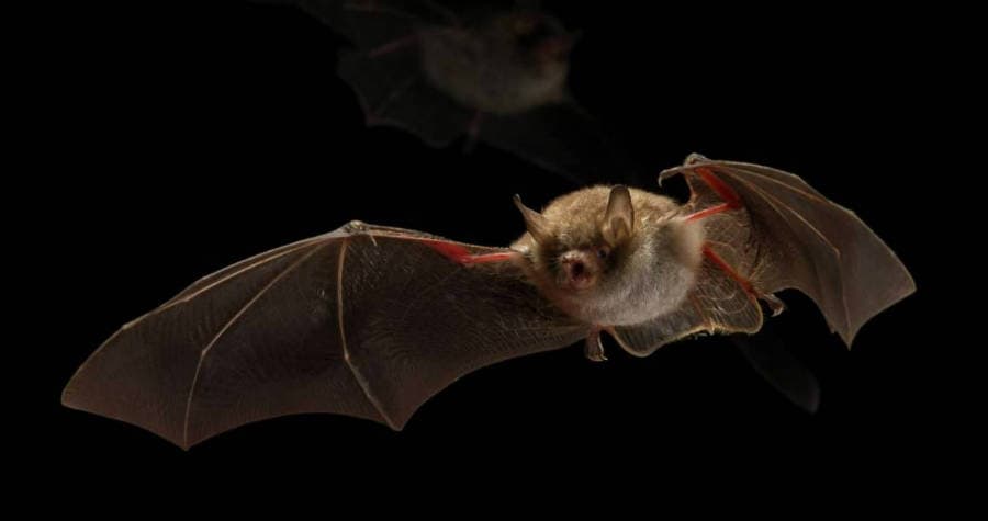 The World S First Bat Friendly Street Lighting Signify The World S First Bat Friendly Street Lighting Signify