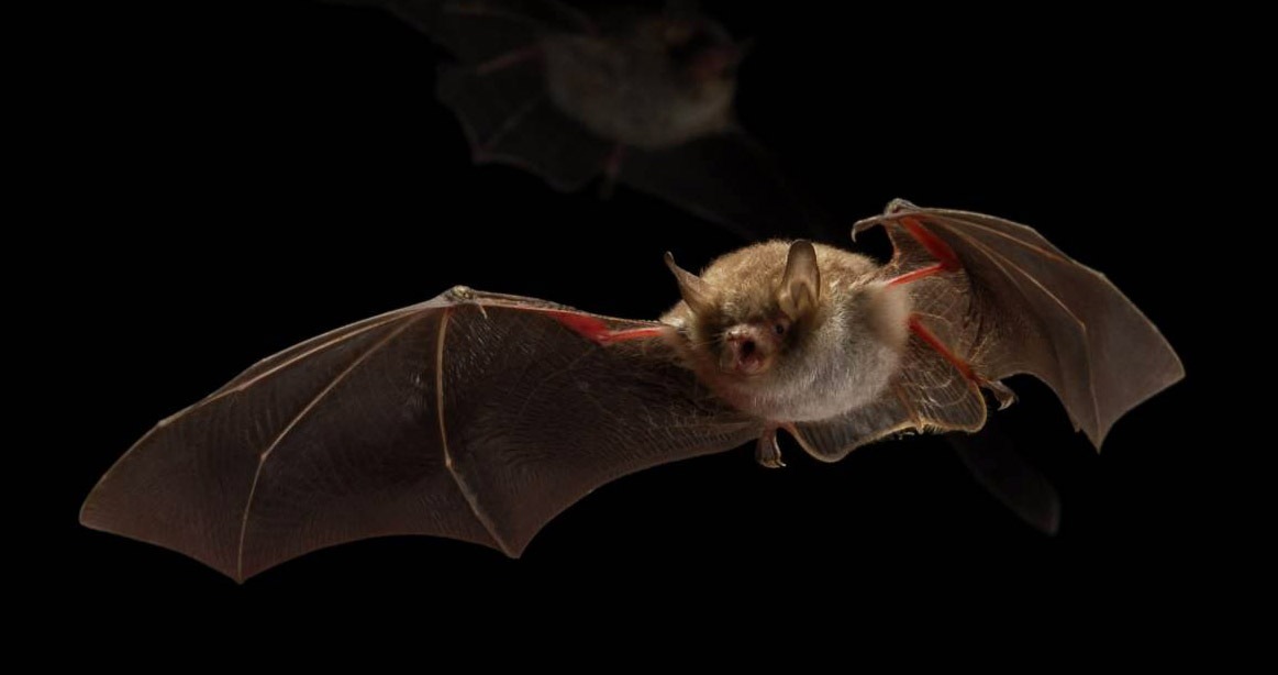 The World S First Bat Friendly Street Lighting Signify Company Website Philips Lighting Myotis Nattereri Kamiel Spoelstra
