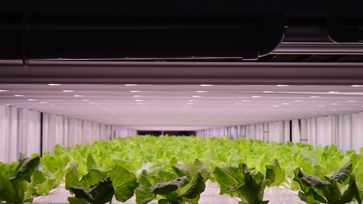 Philips Greenpower LEDs help Prime Delica to grow healthier and safer crops for 7-Eleven customers in Japan