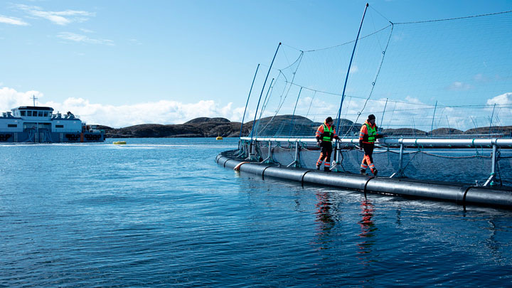 Signify and ScaleAQ partner up in sustainable fish farming