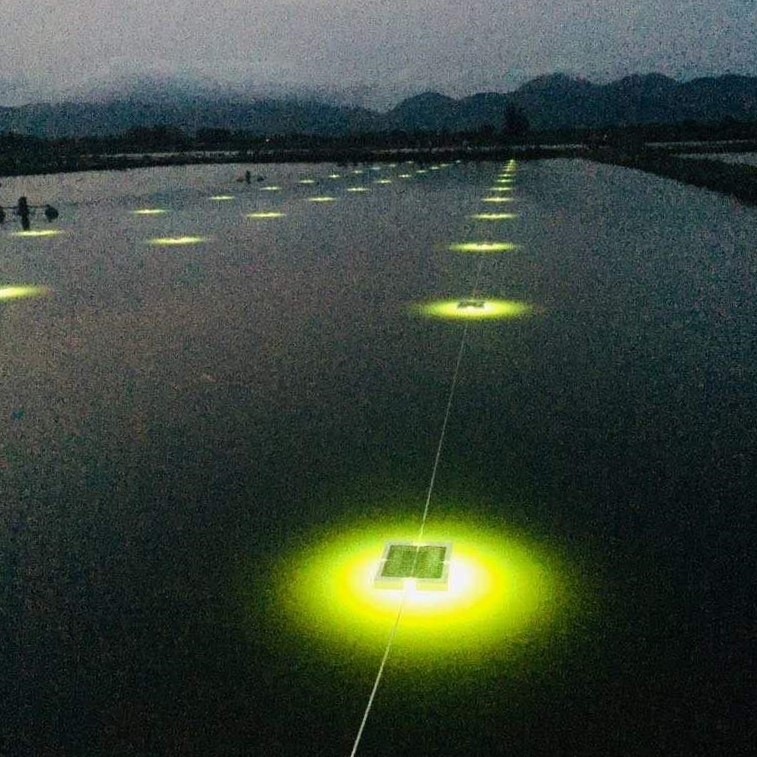 Signify s New Fish Lights Signify Company Website