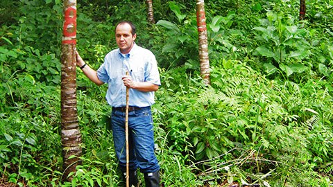 Reforestation in Northern Colombia
