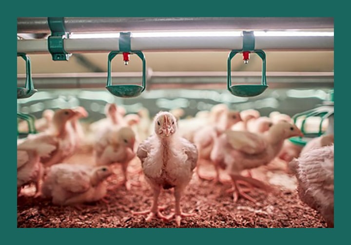 The science of poultry lighting for broiler growers Signify Company