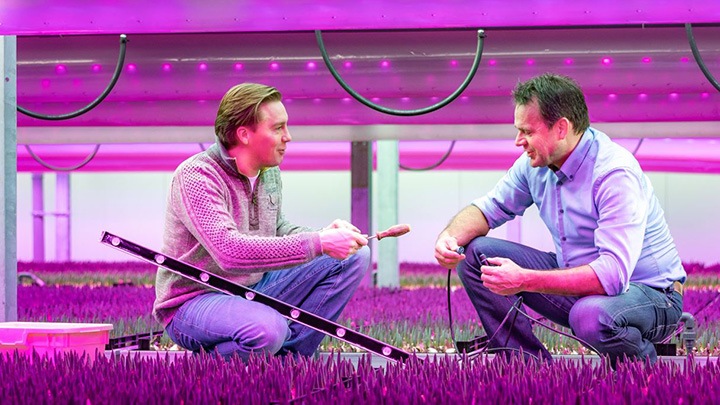 Компания Signify обновила предложение световых решений для тепличных хозяйств