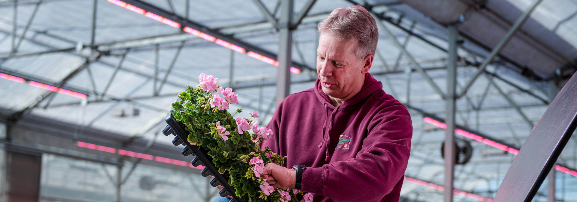 Grower reduces labor with Philips LED toplighting