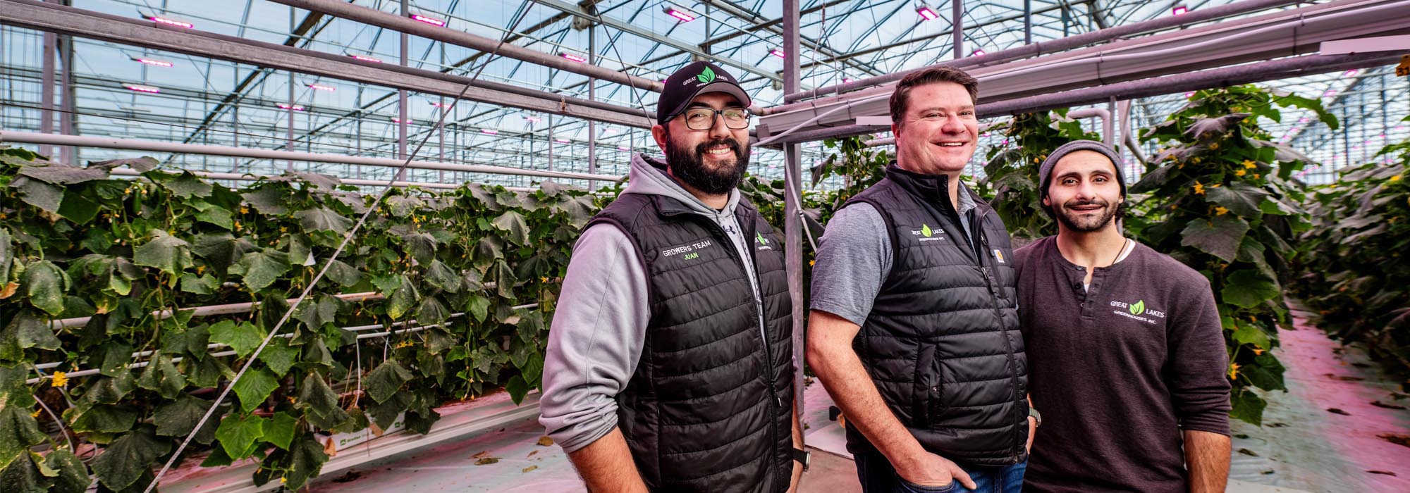 Dimmable Philips LED toplighting optimizes cucumber production