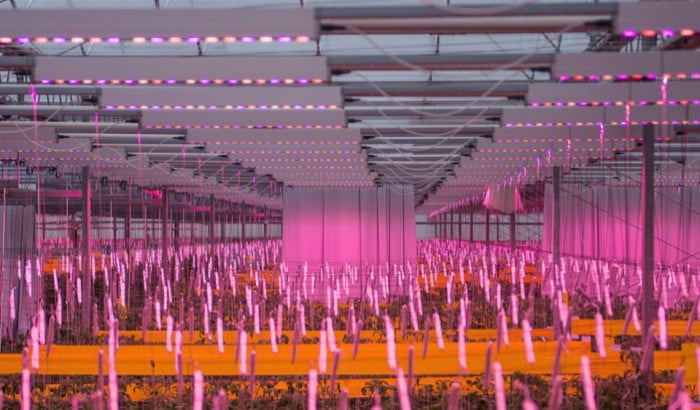 Serre de tomates roses