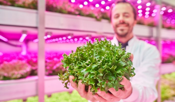 Agriculture verticale