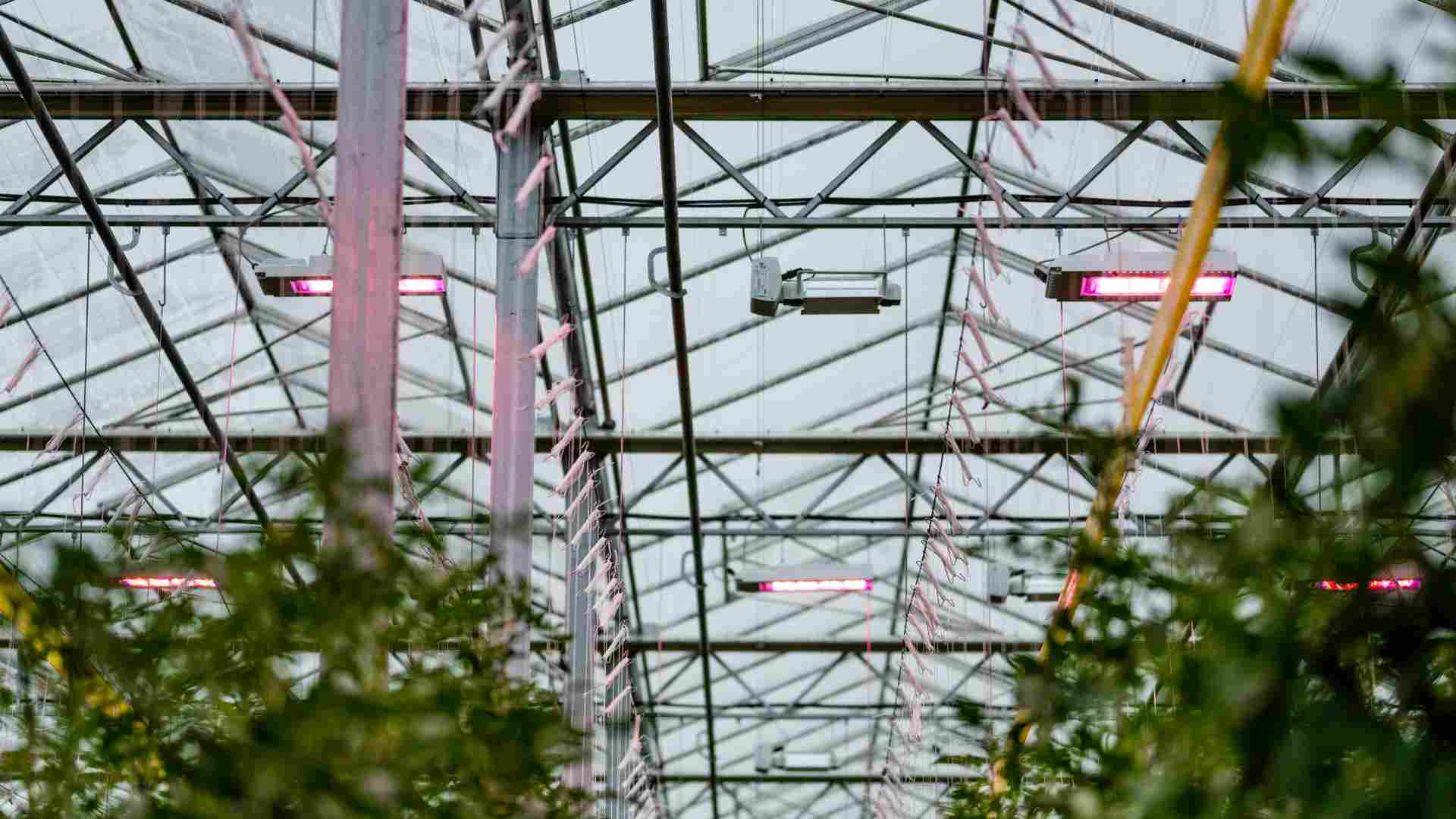 Sunterra Greenhouse