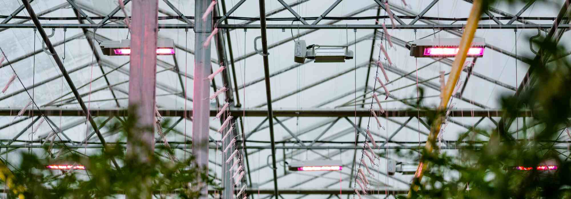 Harvesting strawberries and tomatoes through winter months