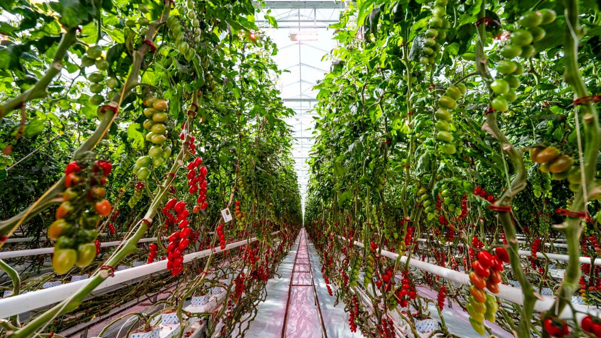 Truly Green Farms