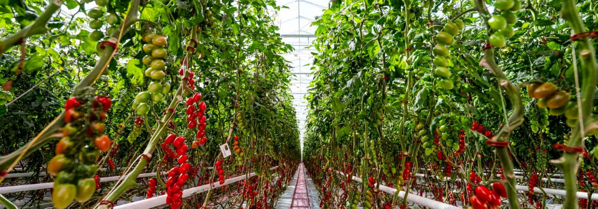 Reliable winter tomato production with Philips LED lighting
