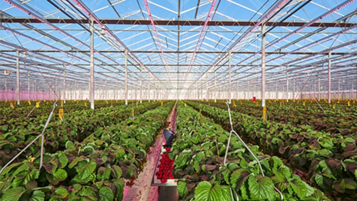 Horticulture Week podcast: the benefits of LED lighting for growers