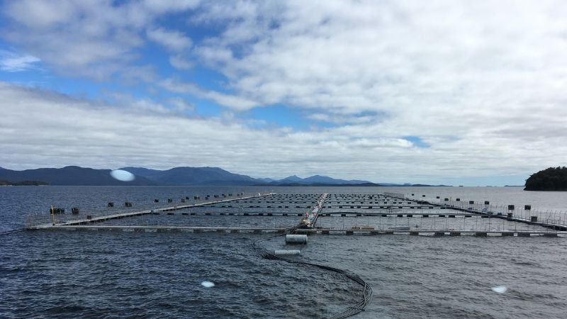 Fish farm with nets