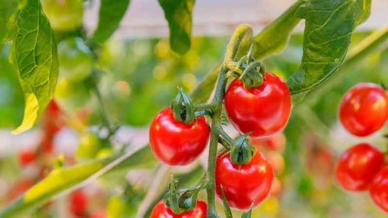 tomatoes