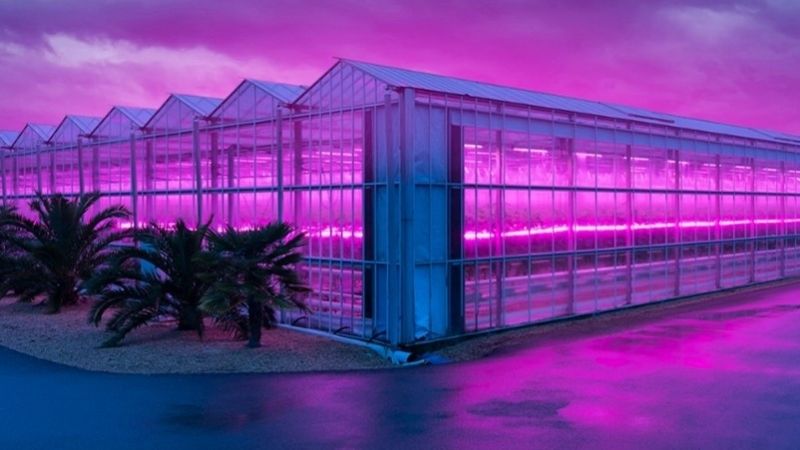 Agribusiness Horticulture lighting