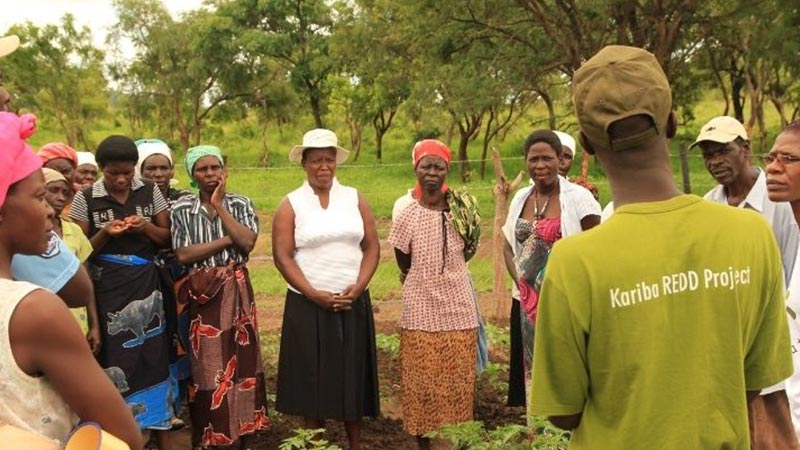 Carbon offsetting reforestation program in Zimbabwe