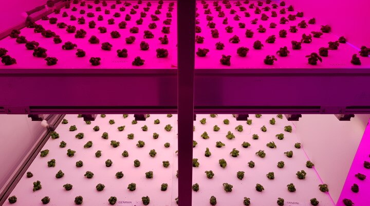 Dynamic grow light is the future