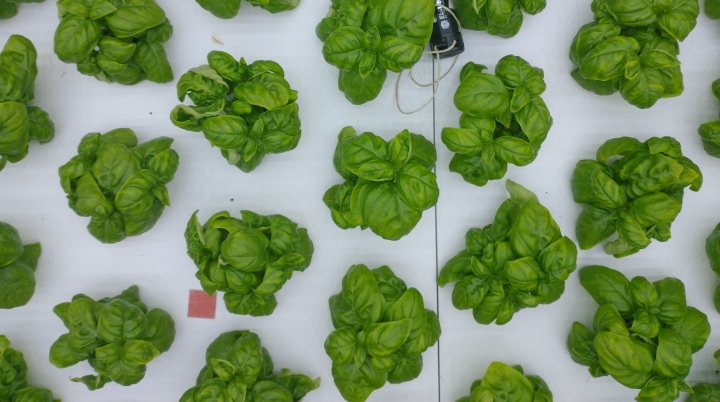 Why avoid white light in basil cultivation